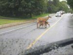 the-kids-wanted-a-snack-hope-they-like-venison.jpg