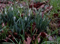 250209snowdrops.jpg