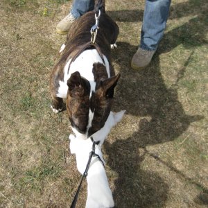 Bailey wanting to play with a large dog