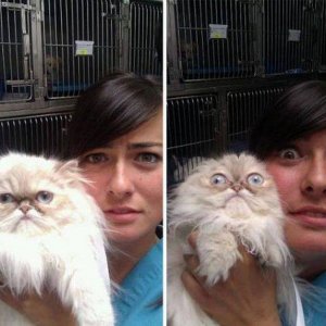 the cat just realized he has to go back in that cage after the whacky photo