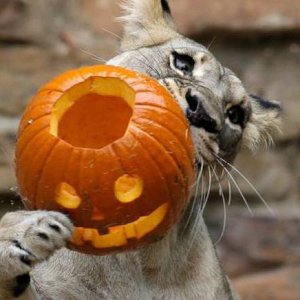 this is why you don t let tigers carve pumpkins