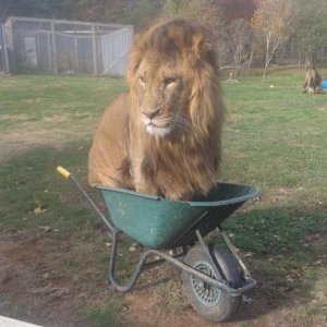 cats love boxes and lions love wheelbarrows