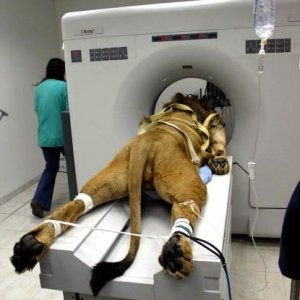 lion getting a cat scan awesome