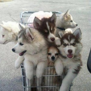 picked up a six pack of puppies at costco