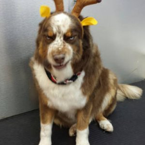 santa s dog is super pissed he has to fill in for rudolph today