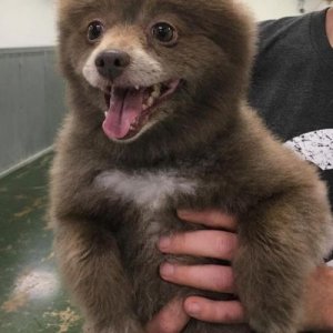 this teddy bear come to life looks friendly