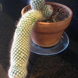 time to get a new cactus if it does this