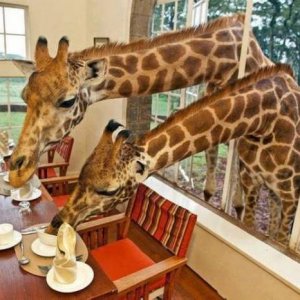 it is good luck for a giraffe to lick your bowl before you eat