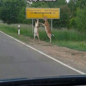 deer in this town are known to do the conga