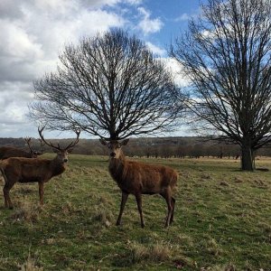 you know what they say about a deer with big antlers