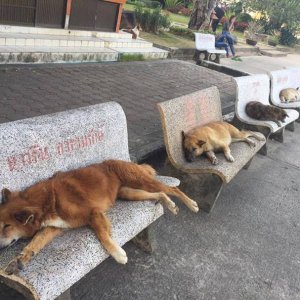 these dogs are all waiting for the bus