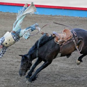 high on bath salts horse and cowboy thought they were diving into a pool