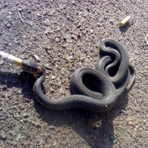 smoking snake wants to know if it was good for you too