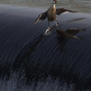 this surf champ gets all the chicks