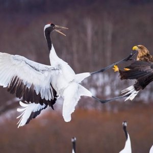 epic takedown in the bird karate match