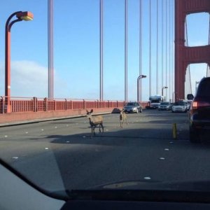 oh deer looks like traffic is going to be backed up