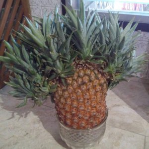 that pineapple took one too many roids