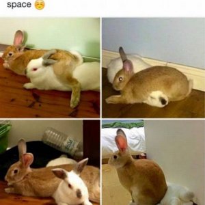 one of these bunnies is the blanket in the relationship