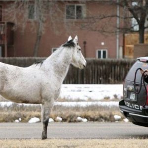 horse really needs to stop drinking and waking up in the road