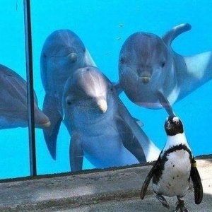 they want to invite penguin to the key party