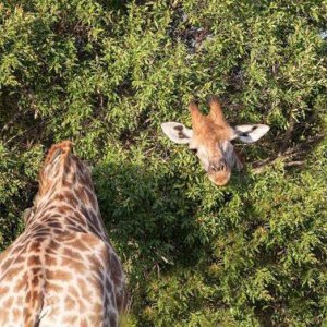 giraffe didn t understand why he was so bad at hide and seek