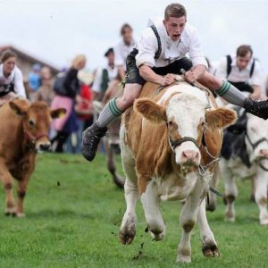 best thing about the great bavarian cow race is the winner gets turned into a schnitzel