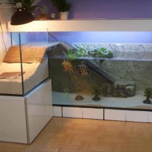 damn this turtle aquarium is nicer than my apartment