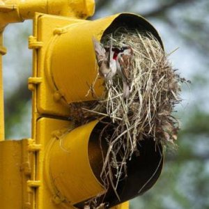 green means go red means stop bird nest means everyone