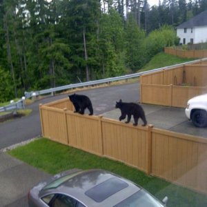 looks like these two are not impressed by a boarder wall