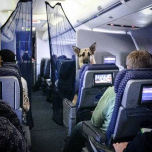 loving that aisle seat so he can stretch his paws