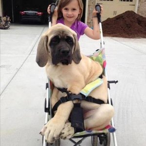 abigale and her new puppy had fun until it was dinner time