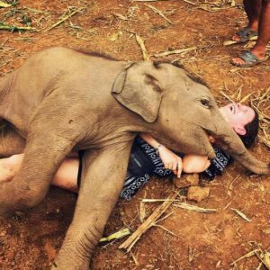 elephant smother fetish enthusiasts call this the bonding period