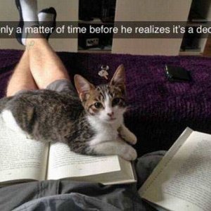 cats hate reading further proof