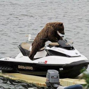 when stealing a jet ski wear a bear costume so no one does anything