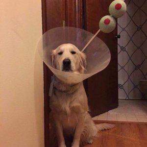 martini the dog was not amused