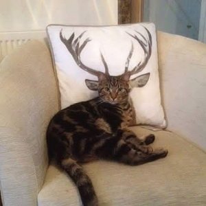 this 10 point buck loves milk and sitting on the chair when he knows he s not supposed to