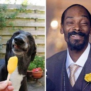 the reason they call him snoop dogg