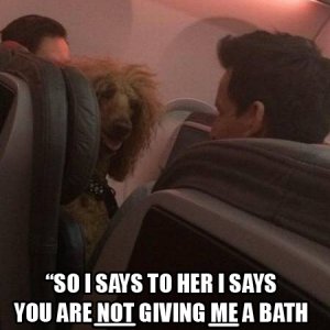 those talking dogs always ruin the flight