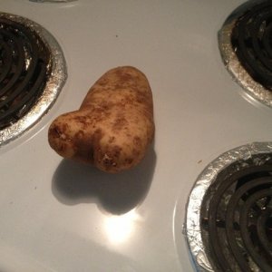 our pet hamster is going to have a field day with this potatoe