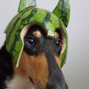 youre ready to serve knight watermelon dog