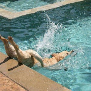 why you never see any champion olympic diver dogs