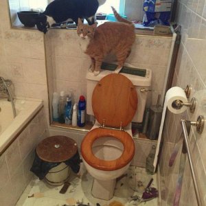 every time you want to use your friends bathroom who has cats