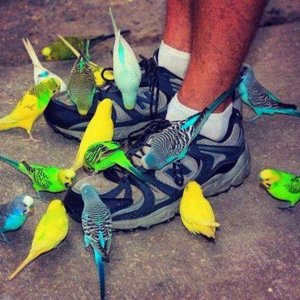 shouldnt have ordered those damn bird seed shoe laces off amazon