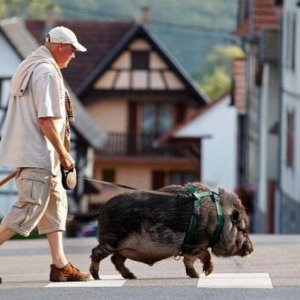 nobody told grandpa that was not his dog