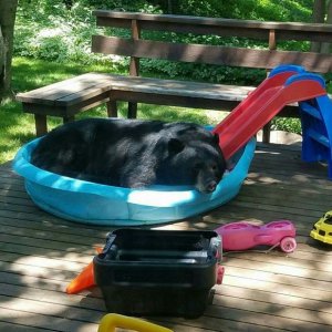 bear loves pool day