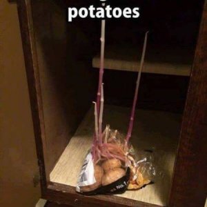 potatoes the gift that keeps giving