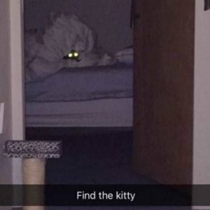 no sign of kitty but there is a level one demon hiding in your bed