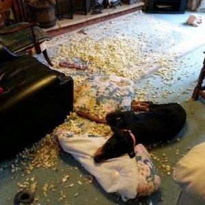 this dog couldn t find the f s he does not give in those cushions