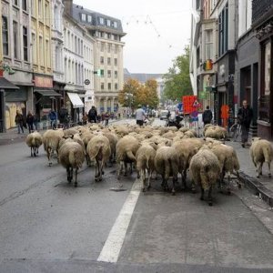 the people in this town are real sheep if you ask me