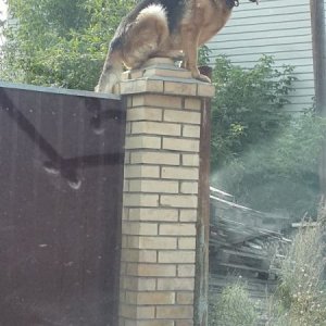 dog is transitioning into being a gargoyle